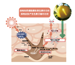 意大(dà)利香檸檬(圖1)