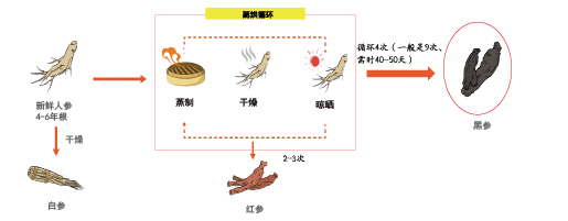 皇禦黑(hēi)參(圖1)
